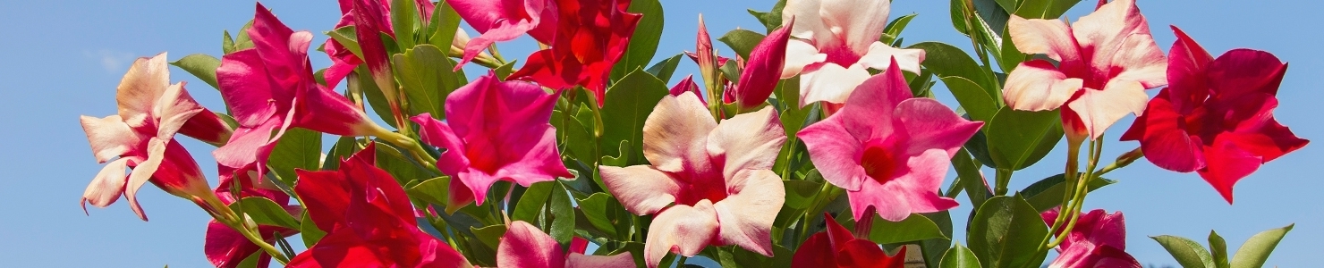 Mandevilla photo