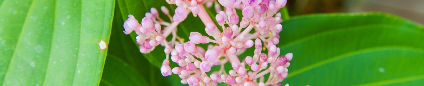 Medinilla photo