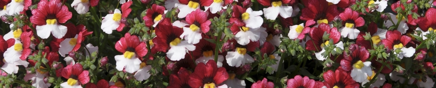 Nemesia photo