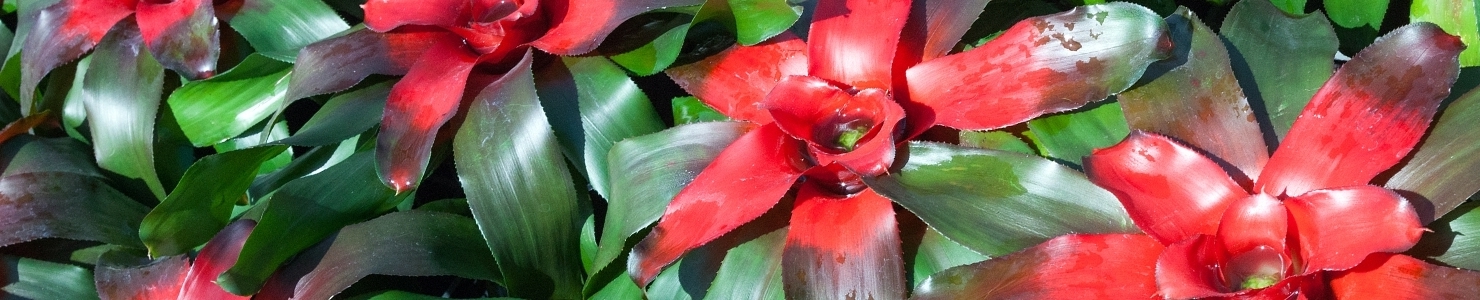 Neoregelia photo