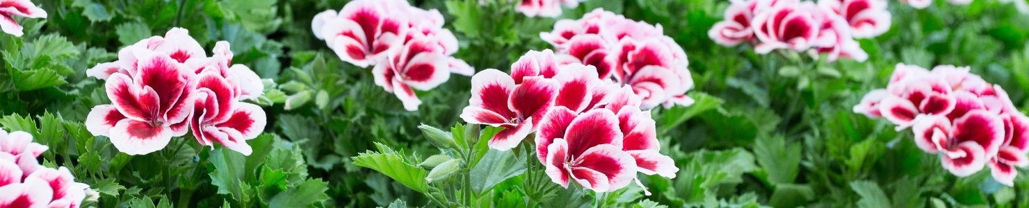 Pelargonium photo