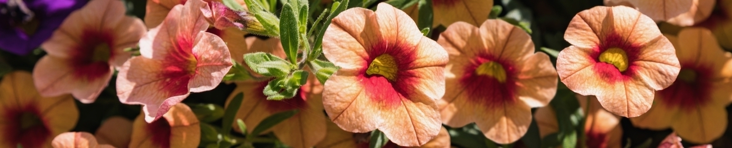 Petunia photo