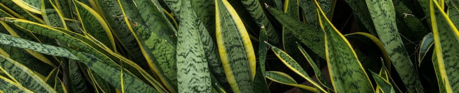 Sansevieria photo