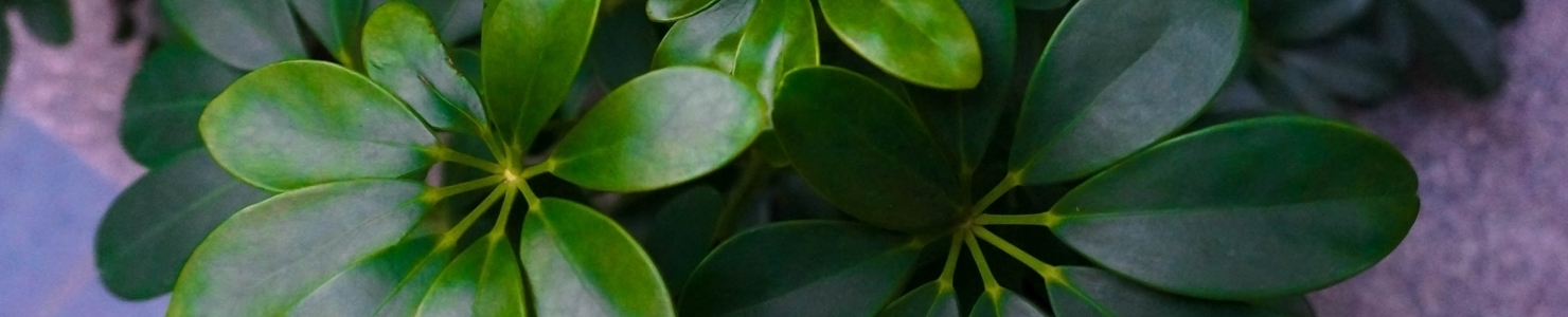 Schefflera photo