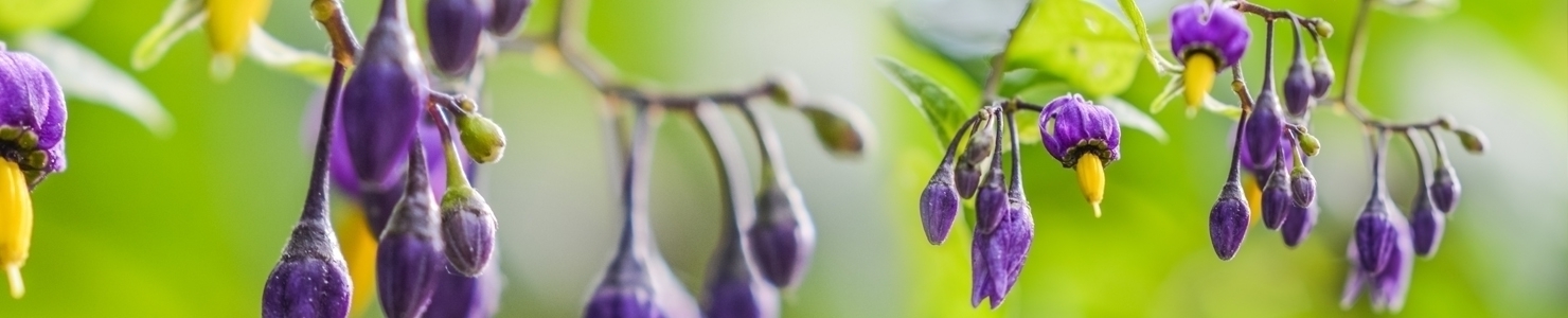 Solanum photo