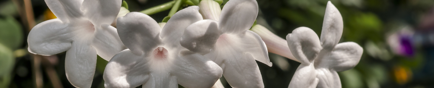 Stephanotis photo