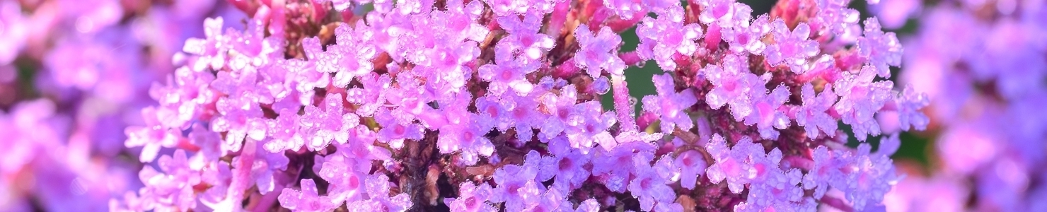 Verbena photo