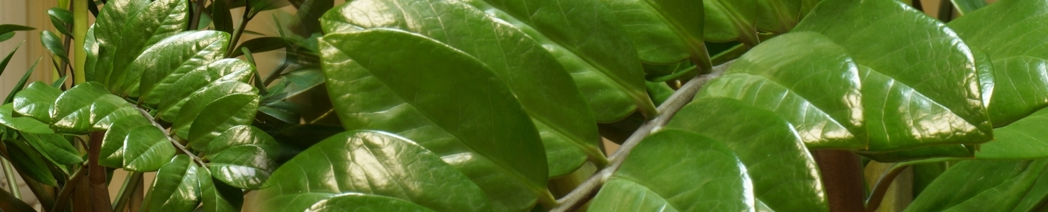 Zamioculcas photo