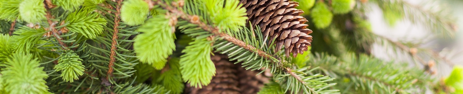 Abies фото