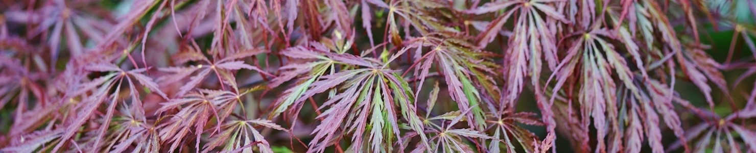 Acer фото