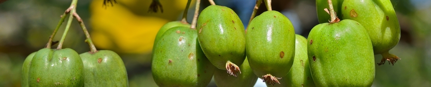 Actinidia photo