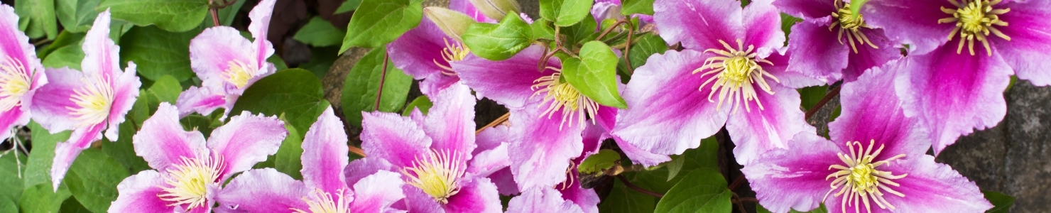 Clematis photo