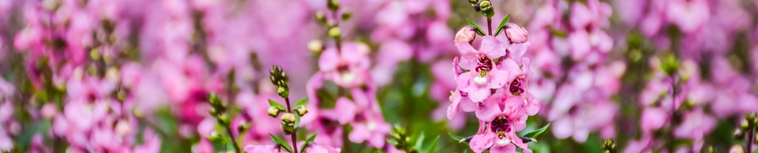 Angelonia photo