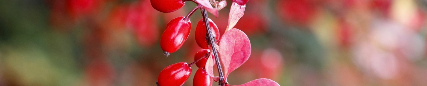 Berberis photo