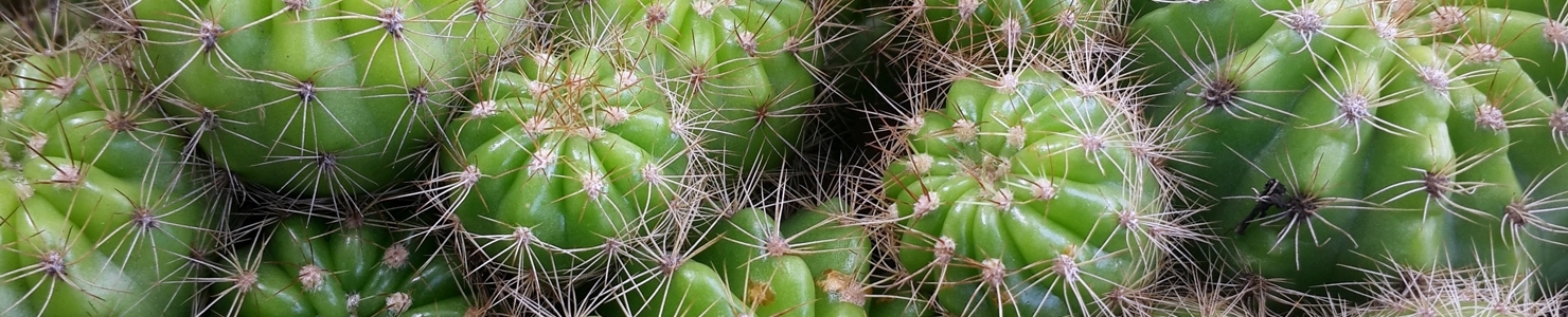 Cactus photo