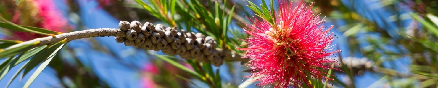 Callistemon photo