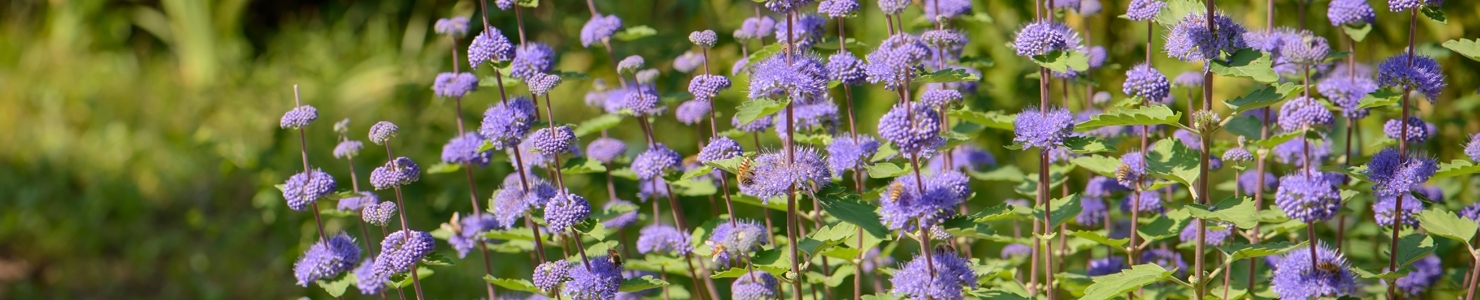 Caryopteris photo