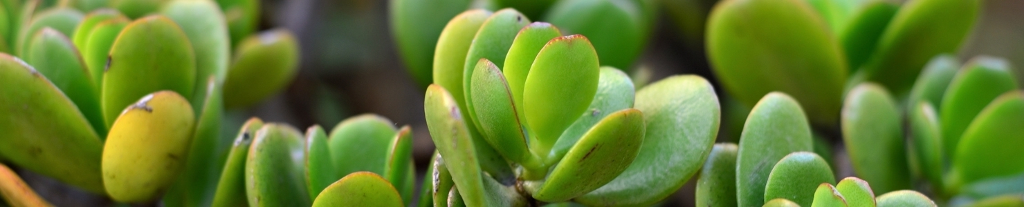 Crassula photo