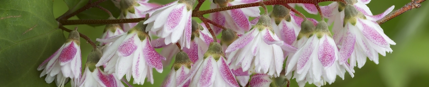 Deutzia фото