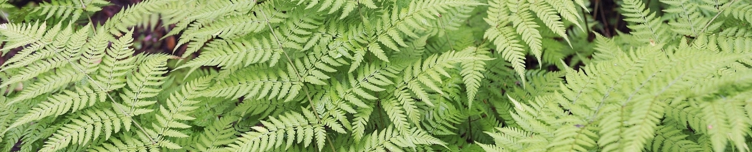 Dryopteris photo