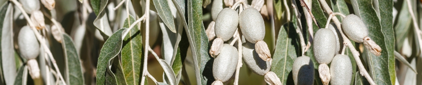 Elaeagnus фото