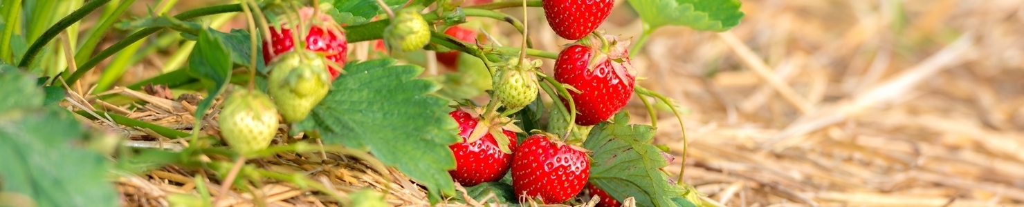 Fragaria photo