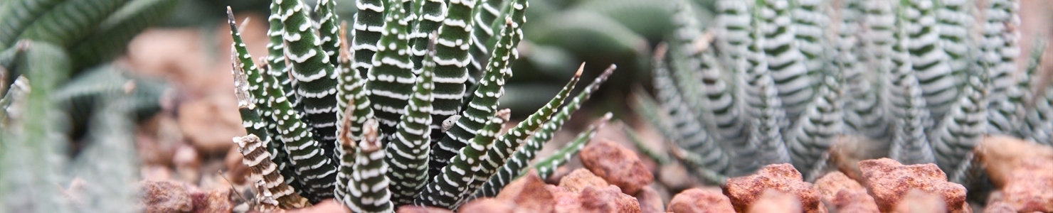 Haworthia photo