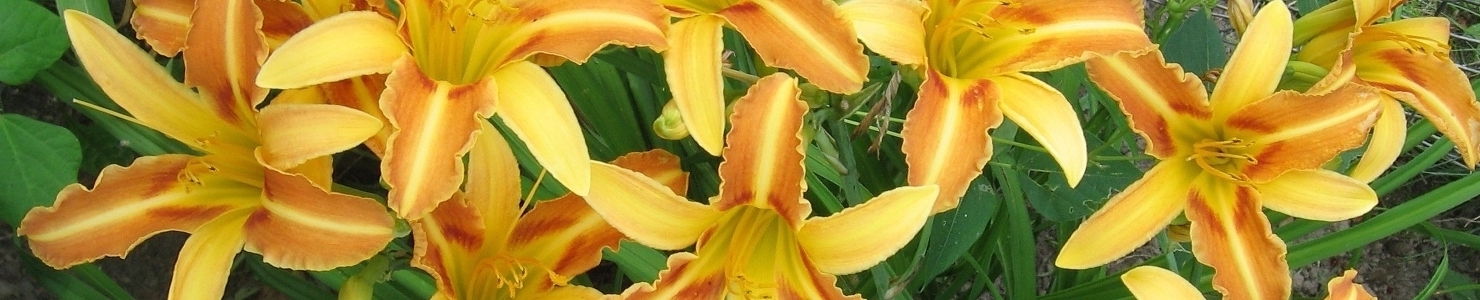 Hemerocallis фото