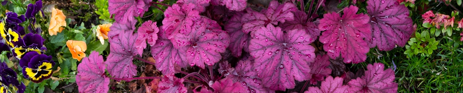 Heuchera photo