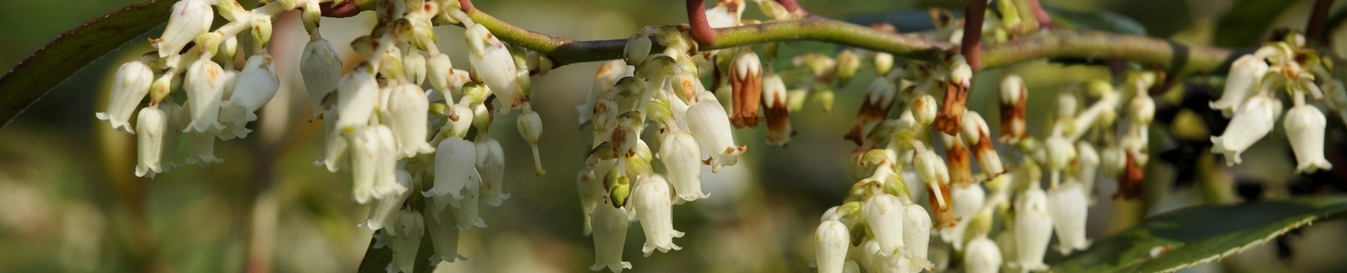 Leucothoe photo