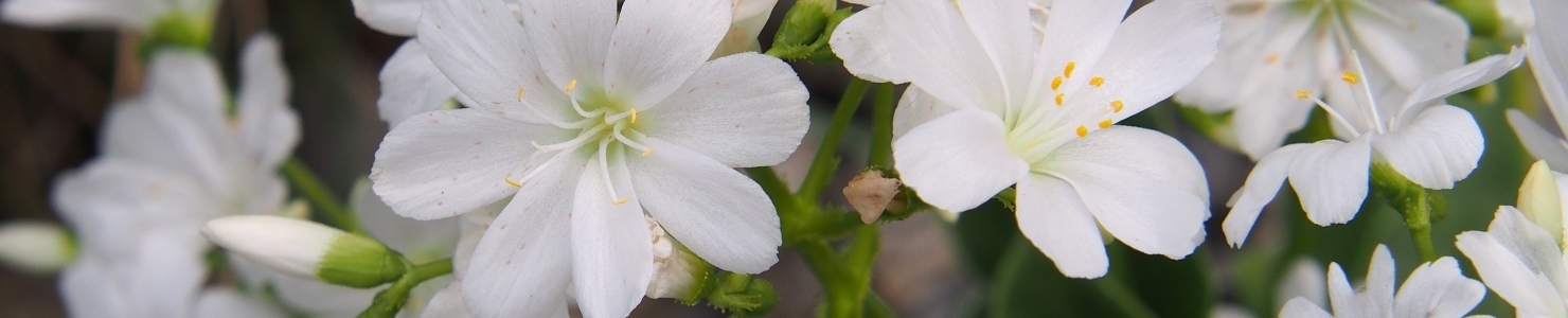 Lewisia photo