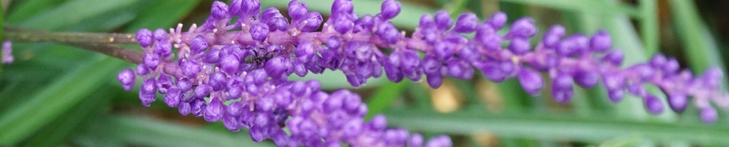 Liriope photo