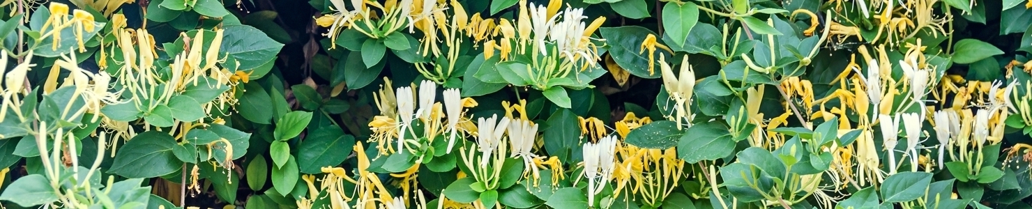 Lonicera фото