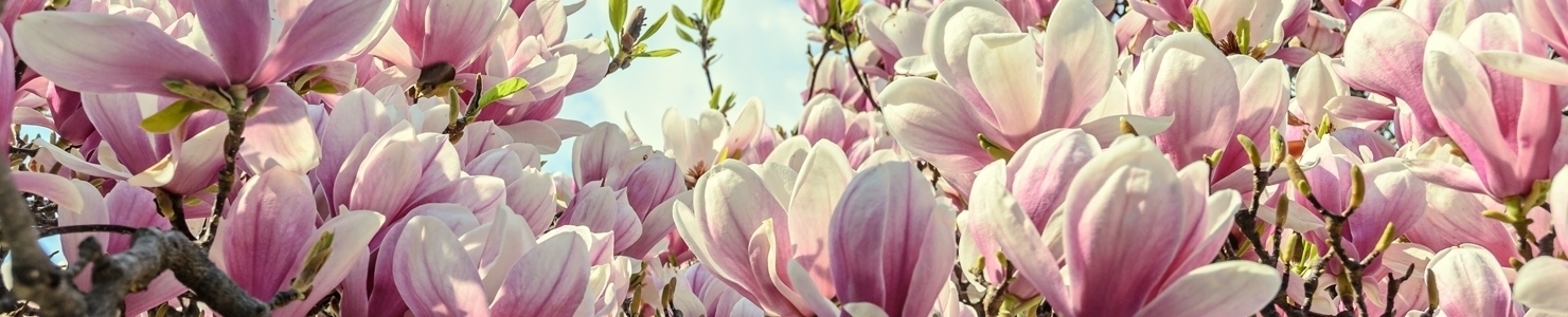 Magnolia photo