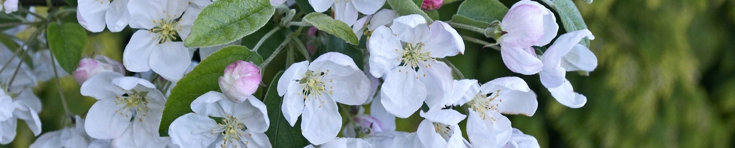 Malus фото