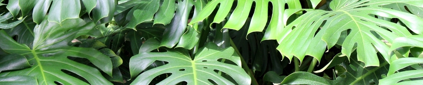 Monstera photo