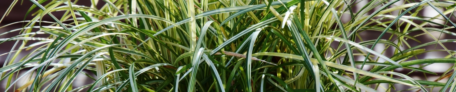 Ophiopogon photo