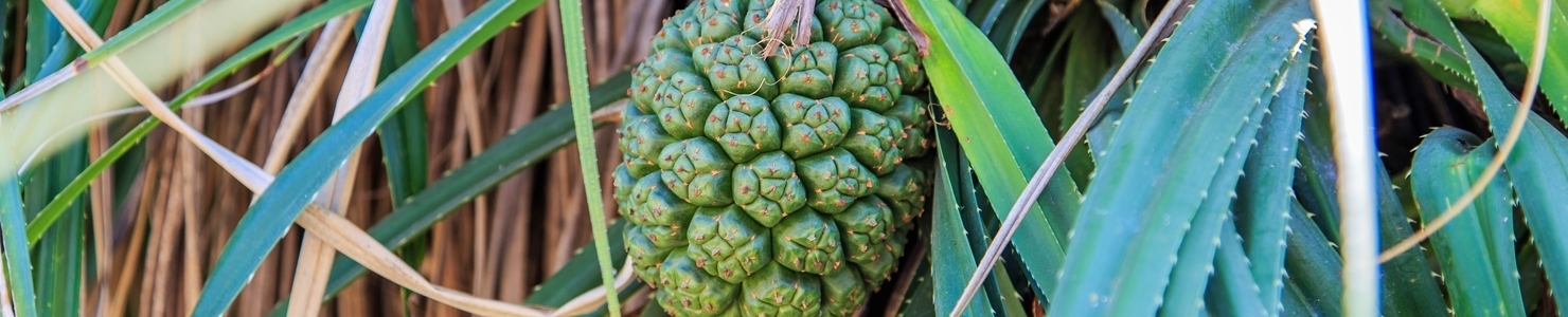 Pandanus photo