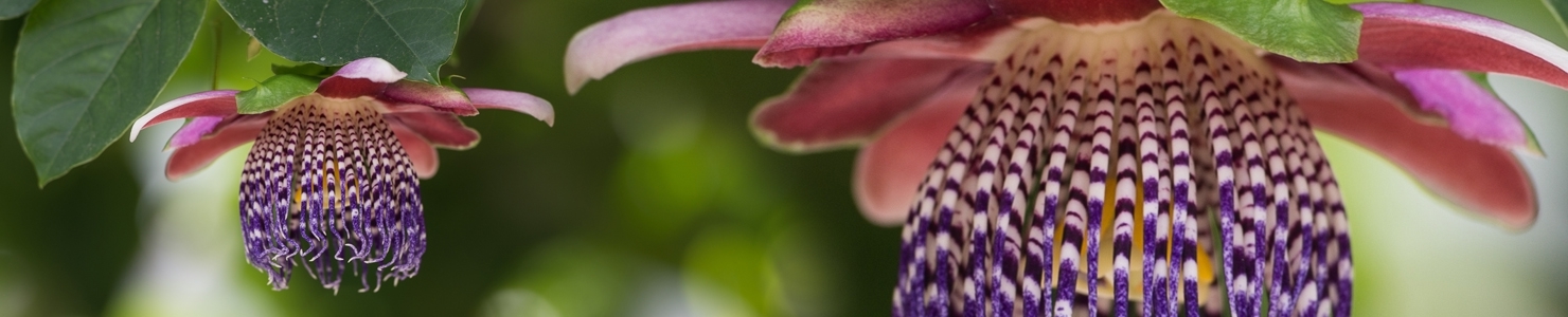 Passiflora photo