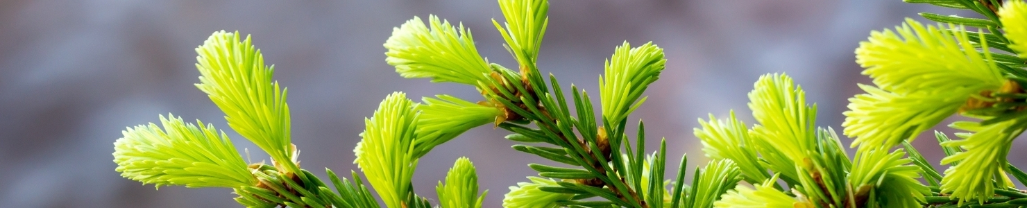 Picea фото