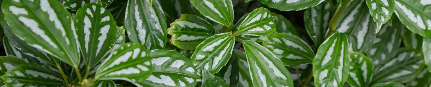 Pilea photo