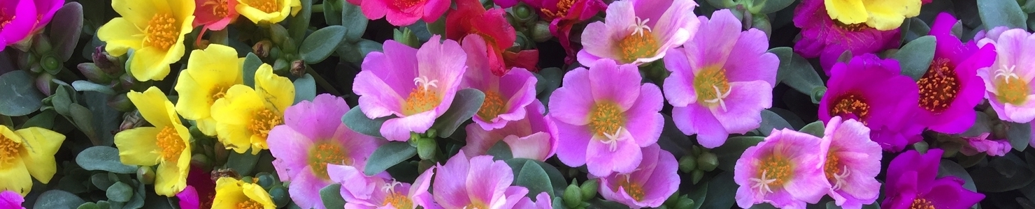 Portulaca Foto