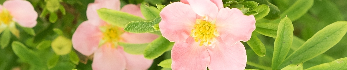 Potentilla photo