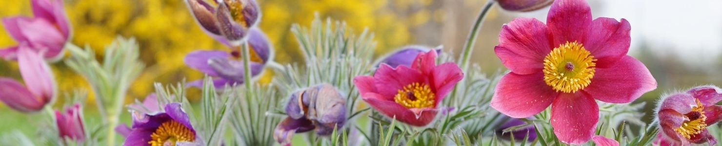 Pulsatilla photo