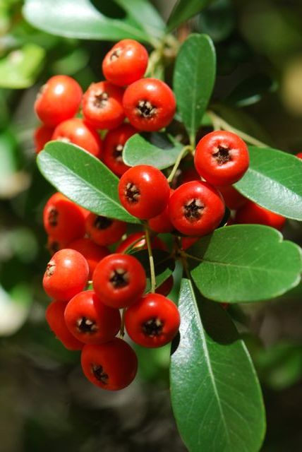 Pyracantha photo