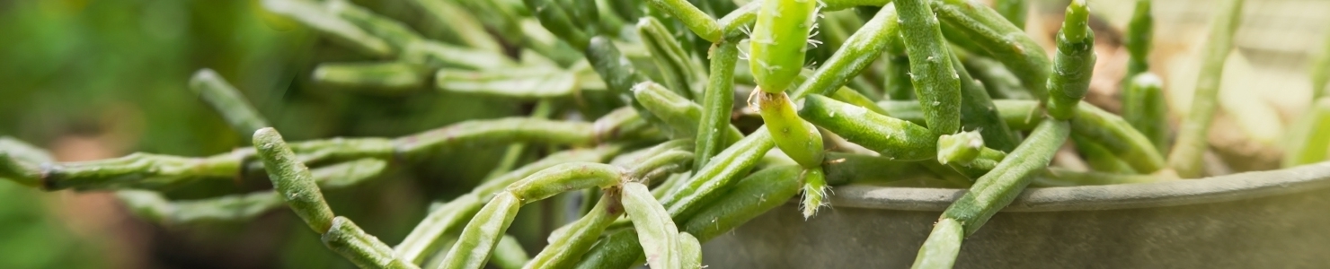 Rhipsalis photo