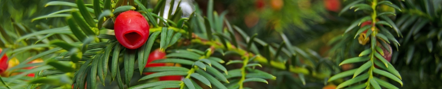 Taxus фото