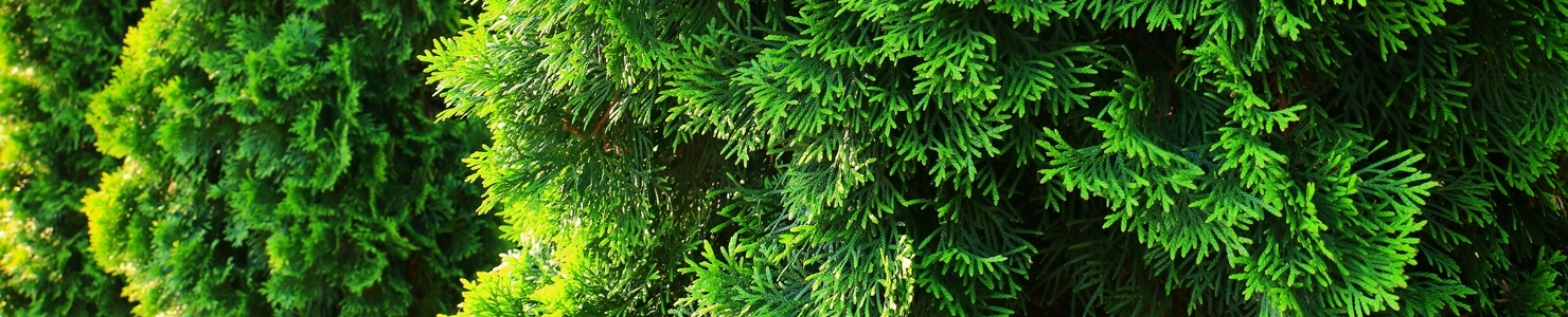 Thuja photo