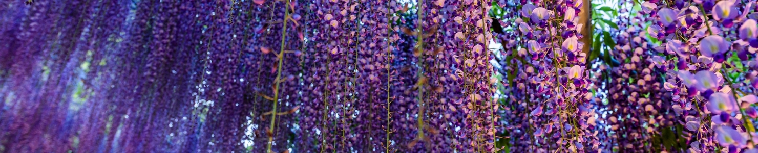 Wisteria photo