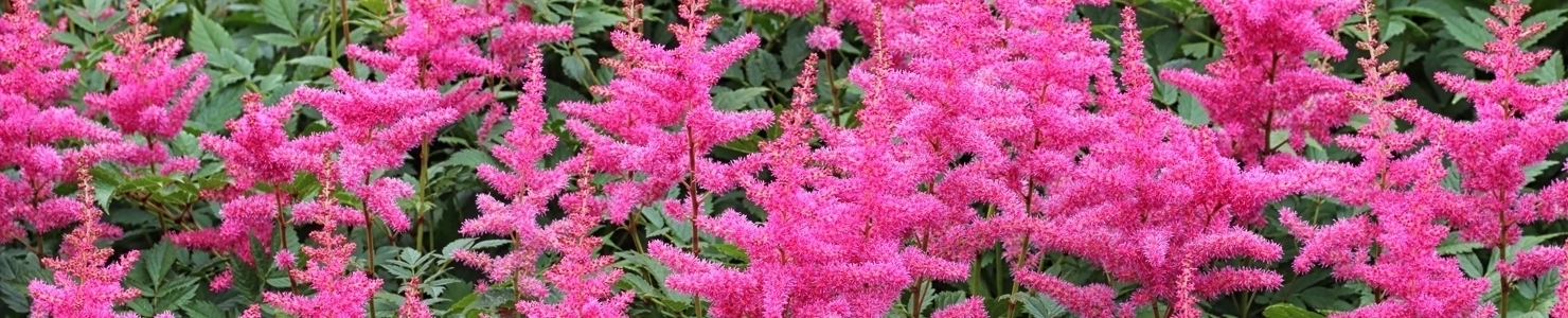 Astilbe photo